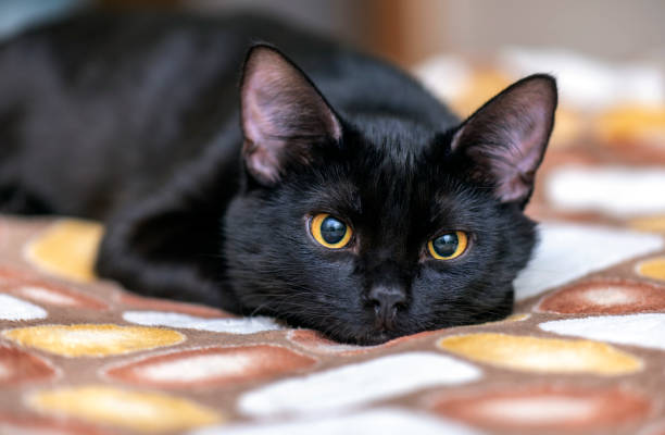 10 Biblical Meaning Of Black Cat In Dream