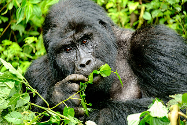 10 Biblical Meaning Of Gorilla In A Dream