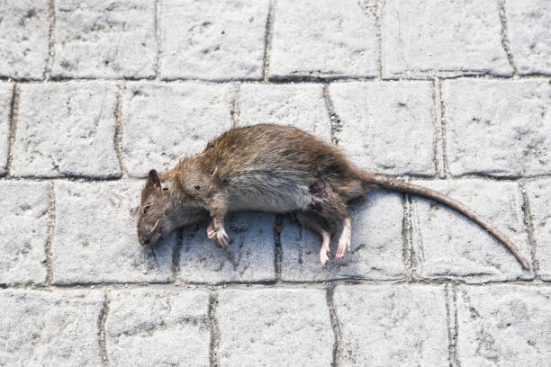 10 Biblical Meaning Of Killing A Rat In A Dream