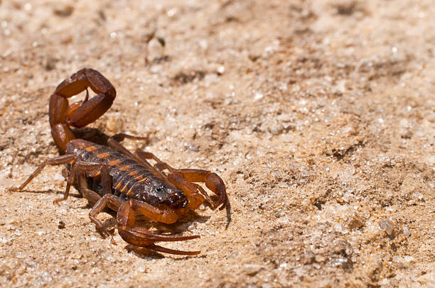 10 Biblical Meaning Of Scorpion In Dream