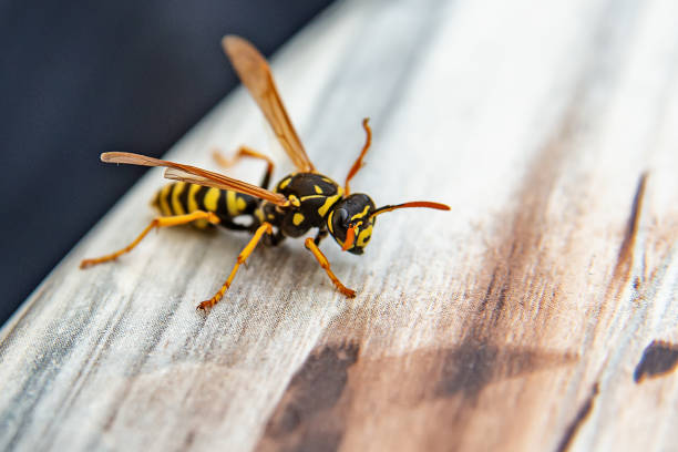 10 Biblical Meaning Of Wasps In Dream