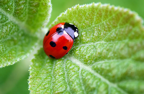 10 Biblical Meaning Of Dreaming Of A Ladybug