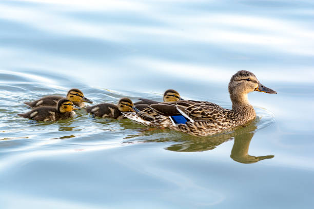 10 Biblical Meaning Of Duck In Dreams