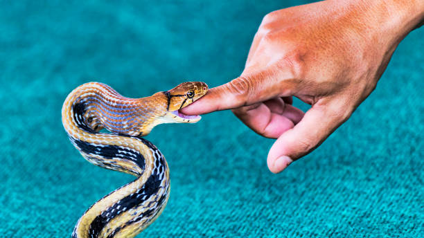 10 Biblical Meaning Of Snake Bite In Dream