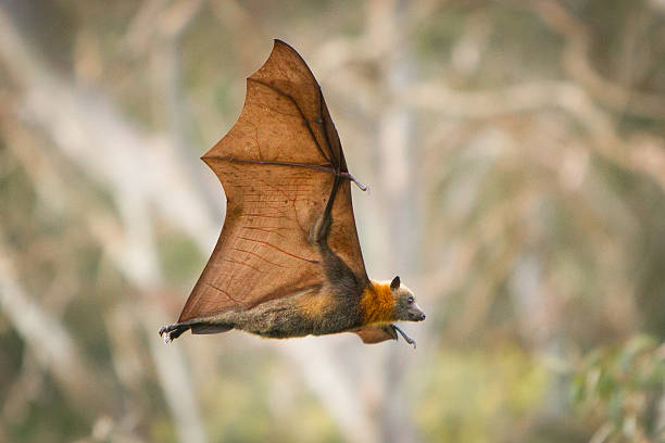 8 Biblical Meaning Of Bats In A Dreams