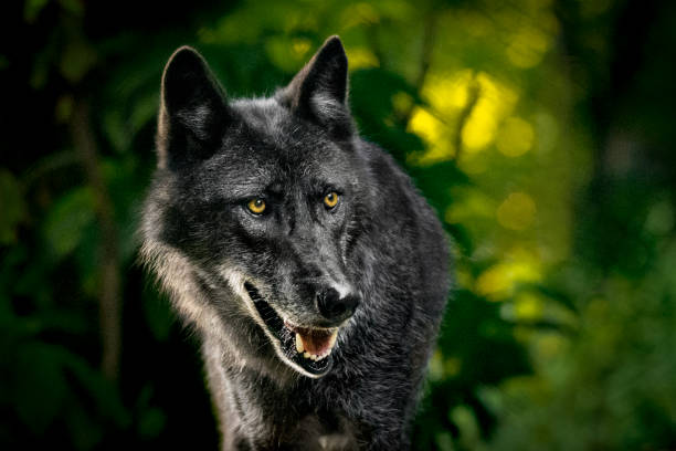 8 Biblical Meaning Of Black Wolves In Dreams