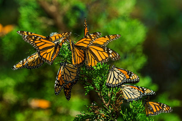 8 Biblical Meaning Of Butterflies In Dreams