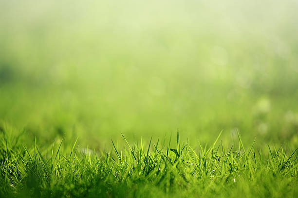 Biblical Meaning Of Green Grass In A Dream