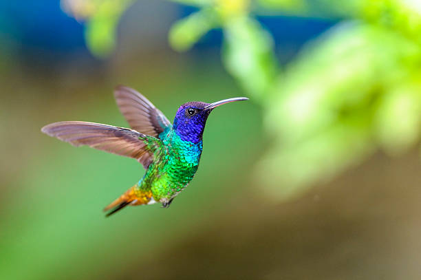 Biblical Meaning Of Hummingbirds In Dreams