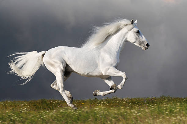 8 Biblical Meaning Of White Horse In A Dream