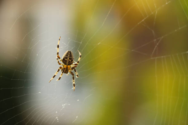 Spiders In Dreams Biblical Meaning